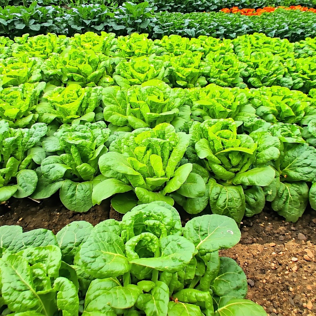 Personalized Planting CalendarGet customized planting dates based on your exact location and climate No more guessing when to plant or harvest-1