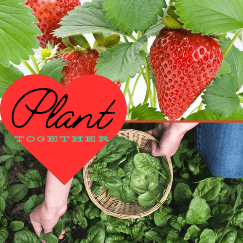 Strawberry and Spinach