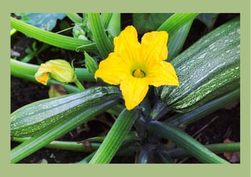 Zucchini plant with a beautiful yellow flower.